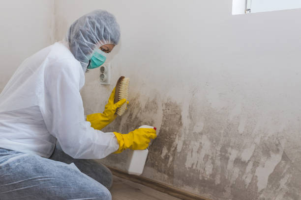 Best HVAC Mold Remediation in Fort Meade, FL