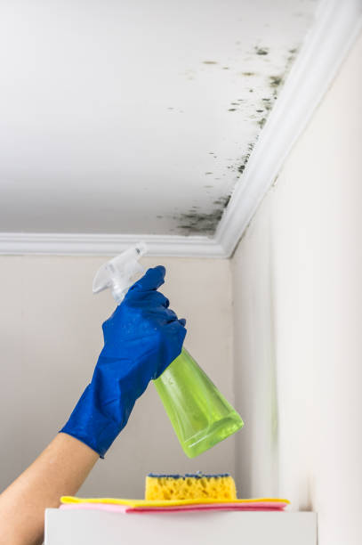 Best Post-Flood Mold Remediation in Fort Meade, FL